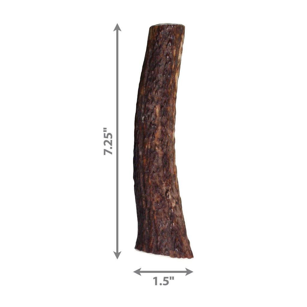 Whole Wild Elk Antler S280462