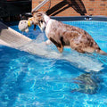 Pool Ramp for Dogs H502