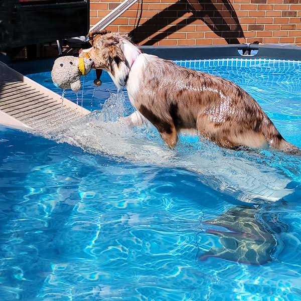 Pool Ramp for Dogs H502