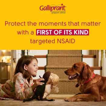 Dog Pet Supplies S44742