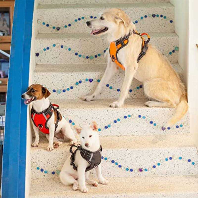Adjustable Reflective Oxford Dog Harness with 5ft Dog Leash C421927