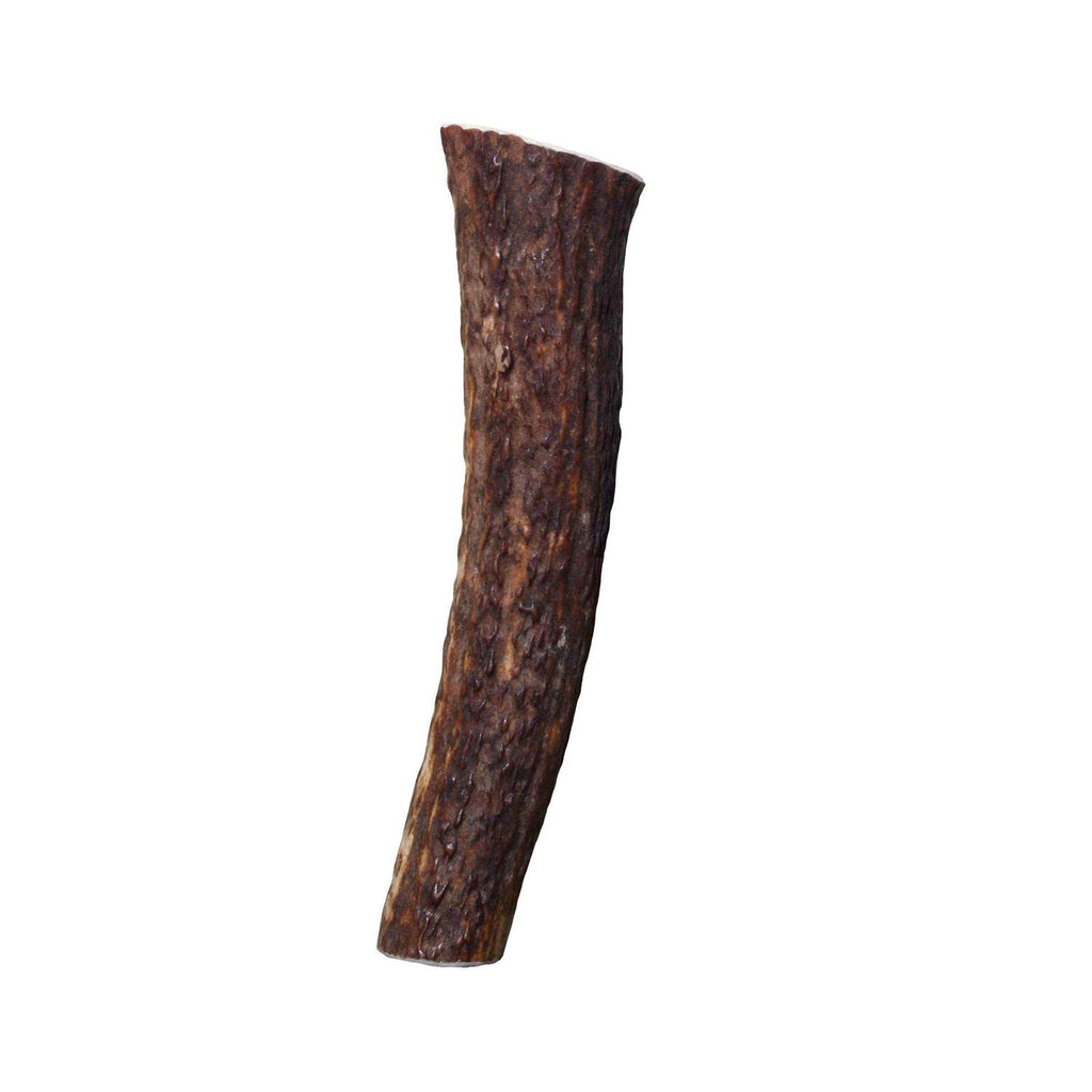 Whole Wild Elk Antler S280462