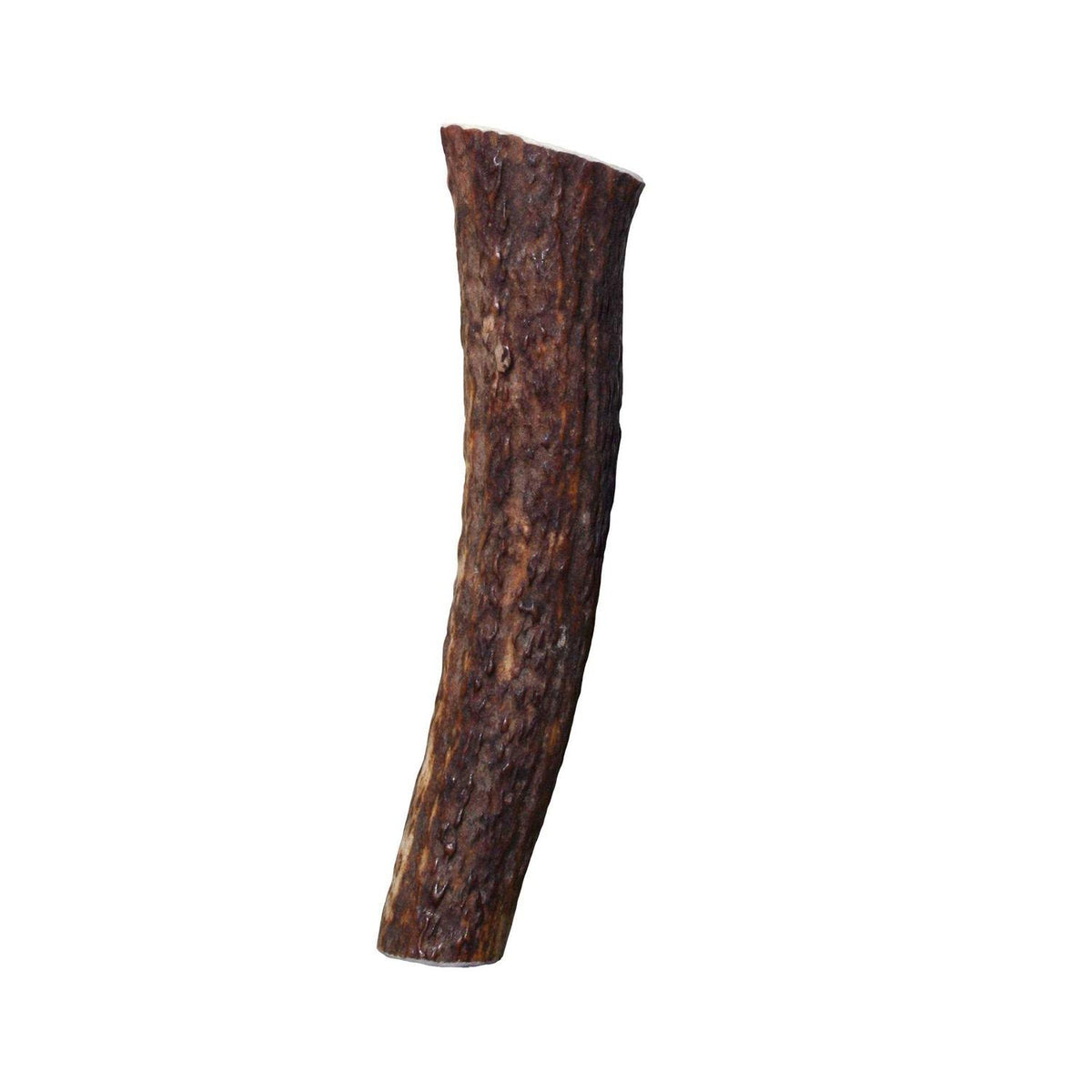 Whole Wild Elk Antler S280462
