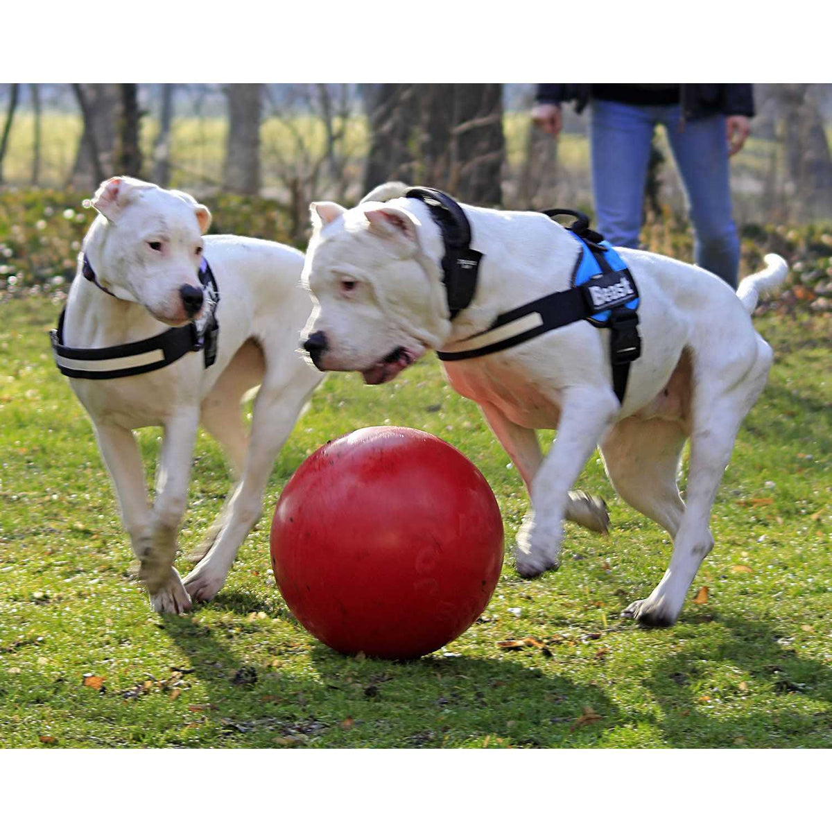 Push n Play Ball F4850