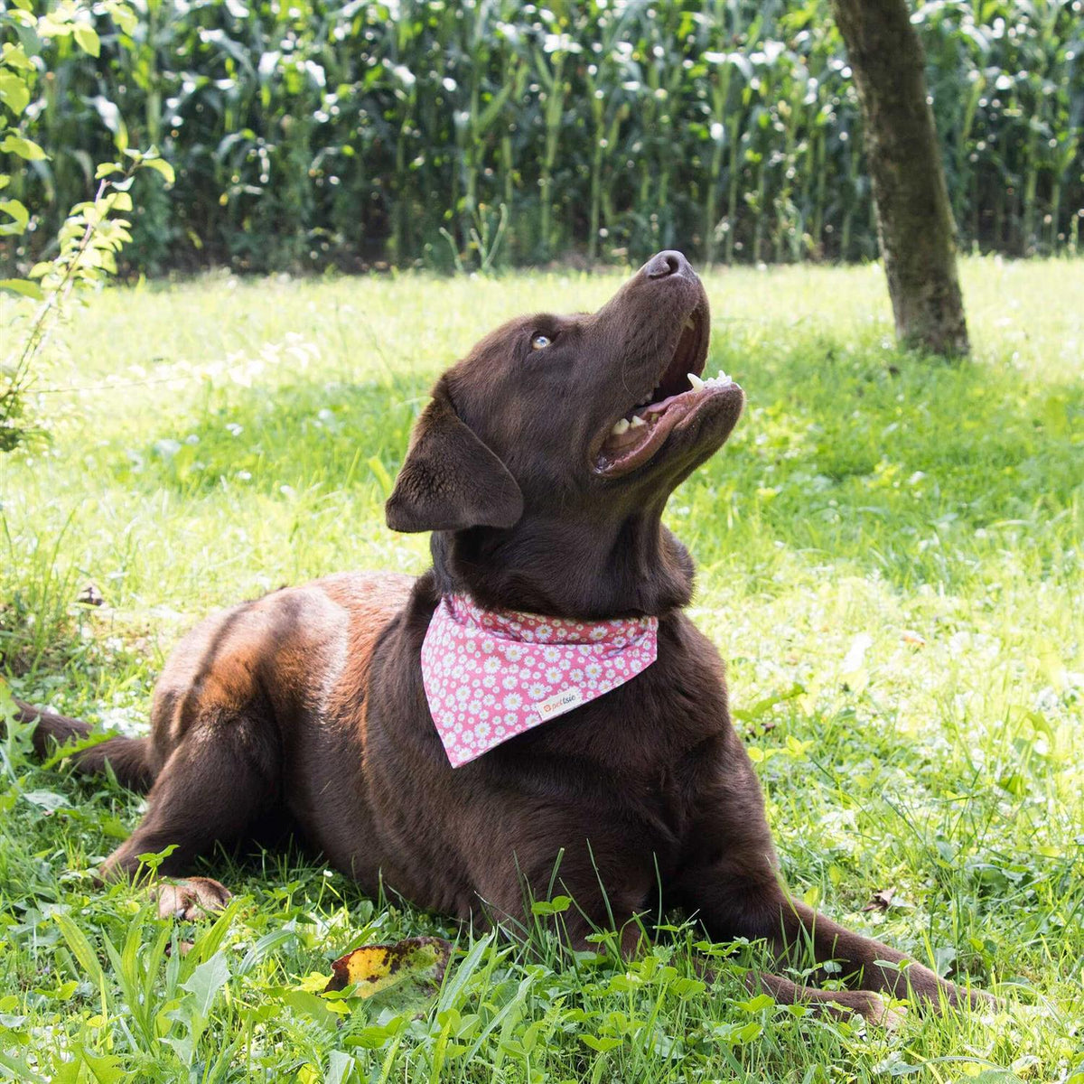 Matching Dog Collar, Bandana and Friendship Bracelet L639399