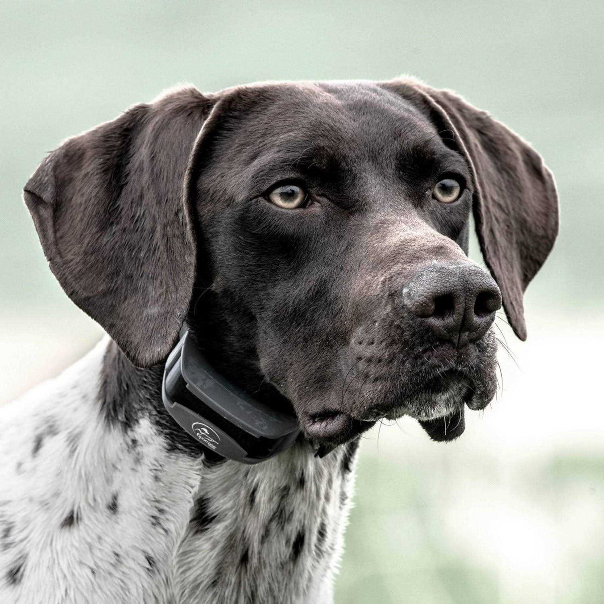 SportDOG SportHunter 825X O5604