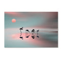 Flamingos Canvas Art U9205
