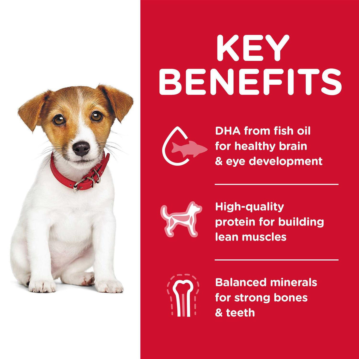 Dry Dog Food A987069