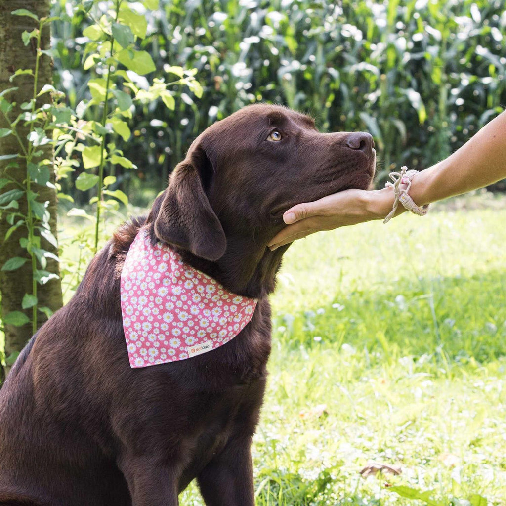 Matching Dog Collar, Bandana and Friendship Bracelet L639399