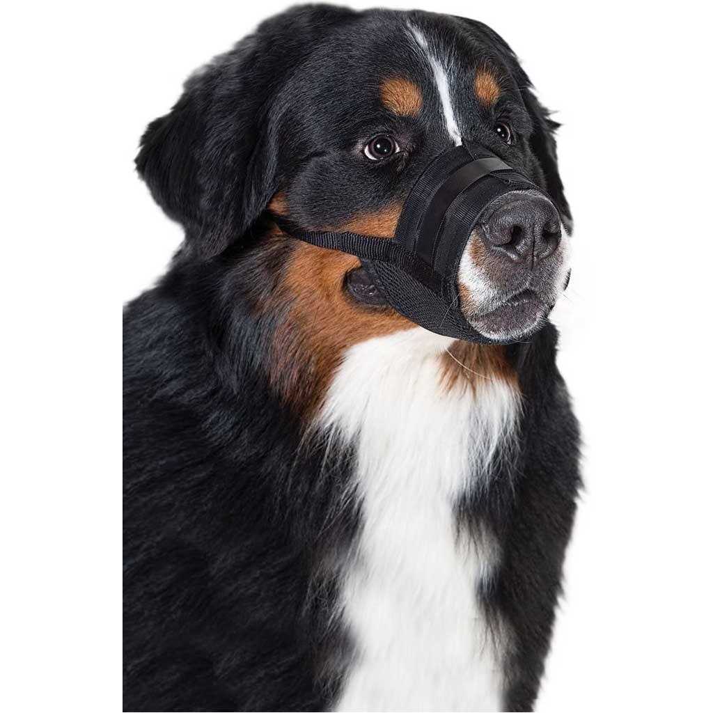 Dog Muzzle E263584