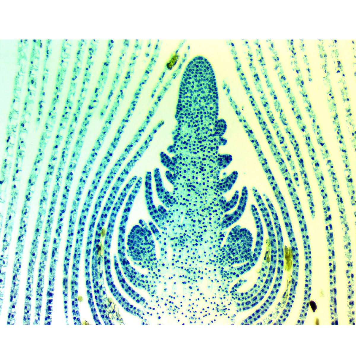 8MP USB3.0 Digital Microscope Camera with Calibration Slide F362563