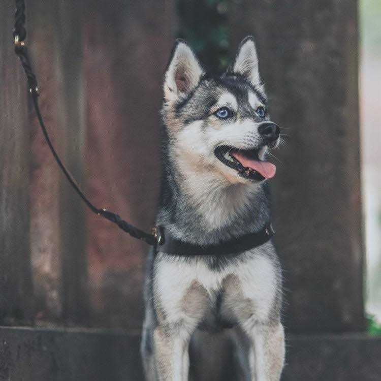 Leather Dog Harness O6896