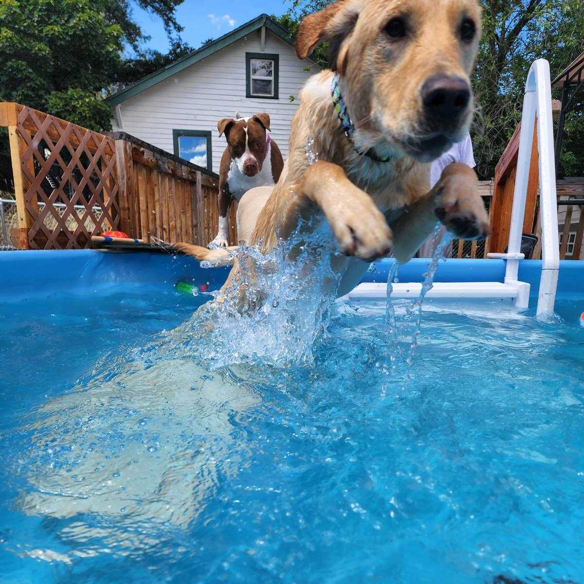 Pool Ramp for Dogs H502