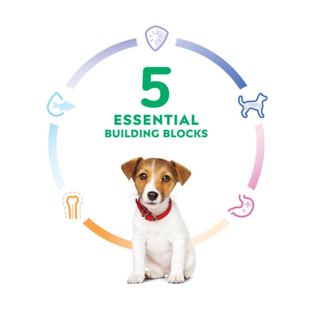 Dry Dog Food A987069