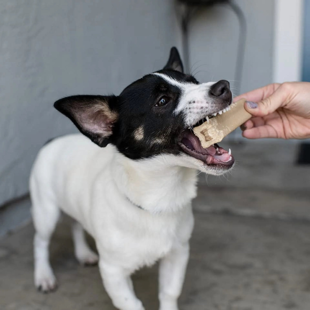 13 Oz Beef Recipe Meaty Marrow Bones For Dogs K23512