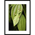Framed Photographic Print 30x22 Q30277