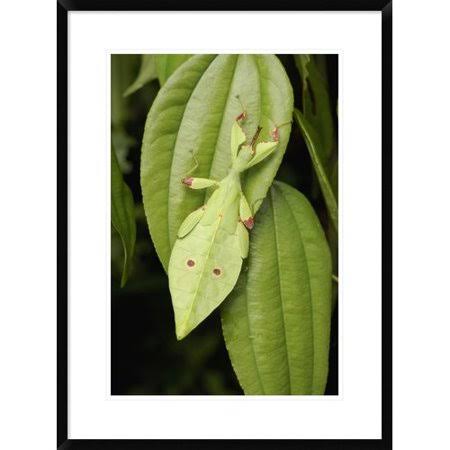 Framed Photographic Print 30x22 Q30277