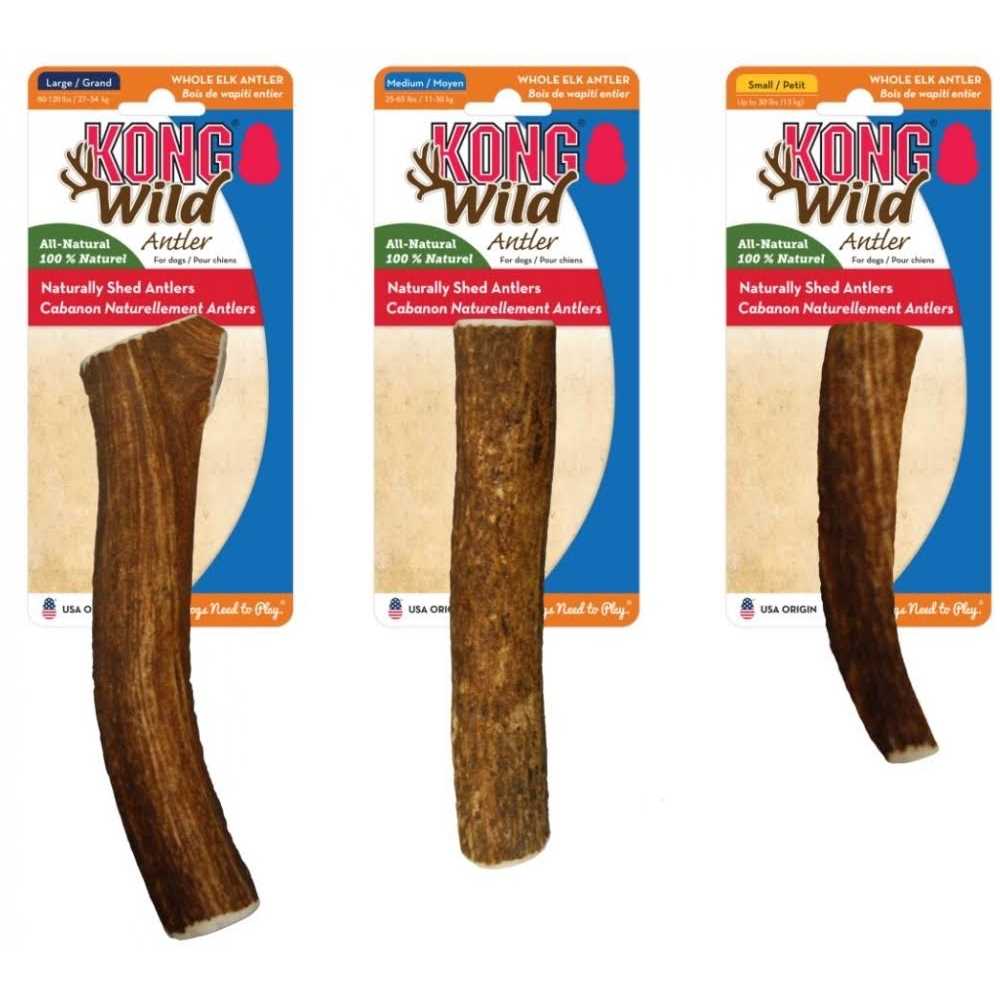 Whole Wild Elk Antler S280462