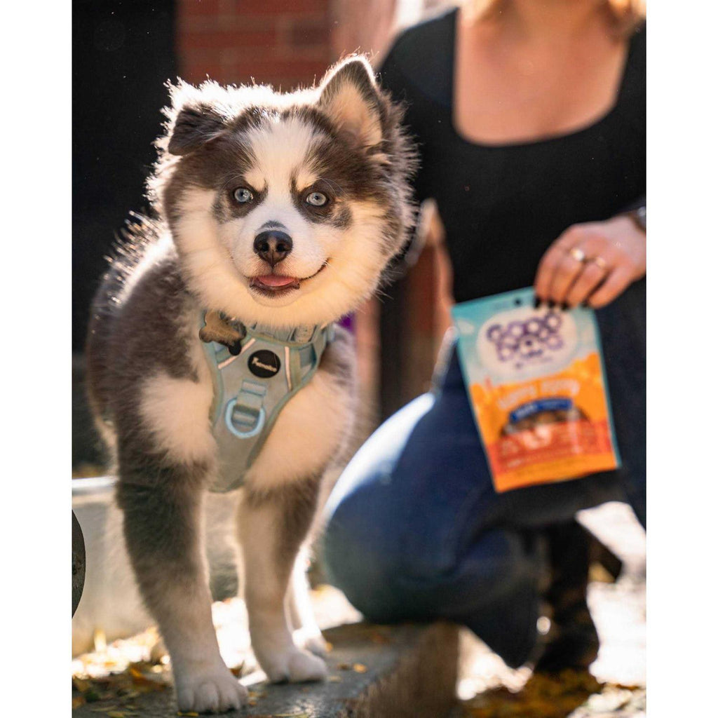 Lamb & Salmon Recipe Puppy Treats F6022
