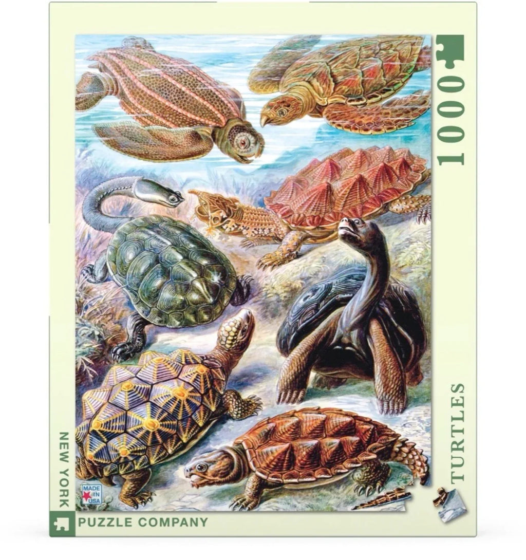Turtles V9866