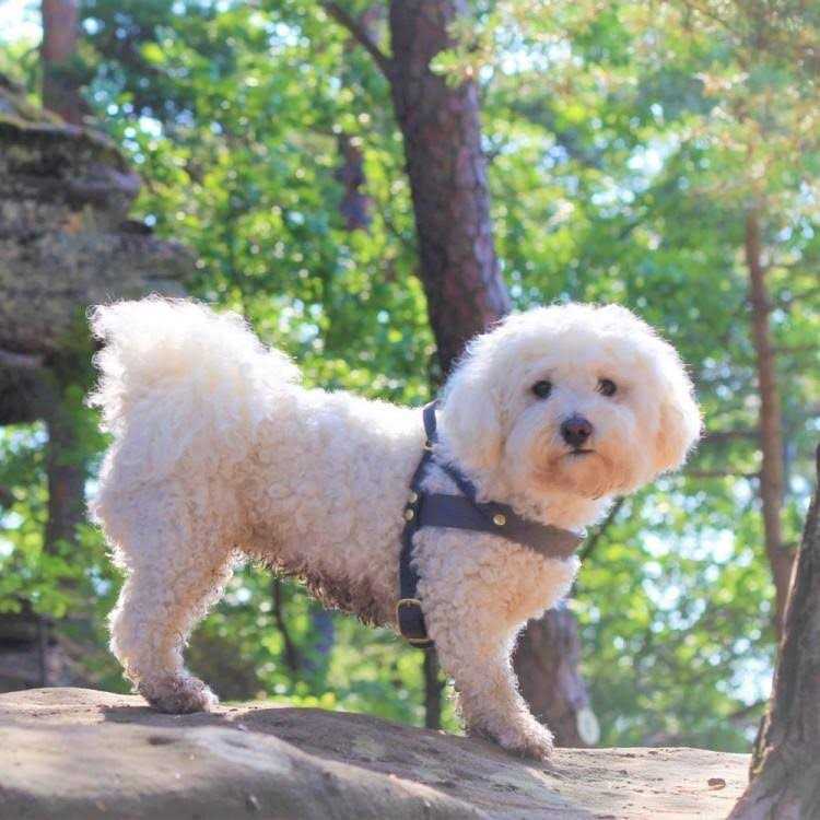 Leather Dog Harness O6896