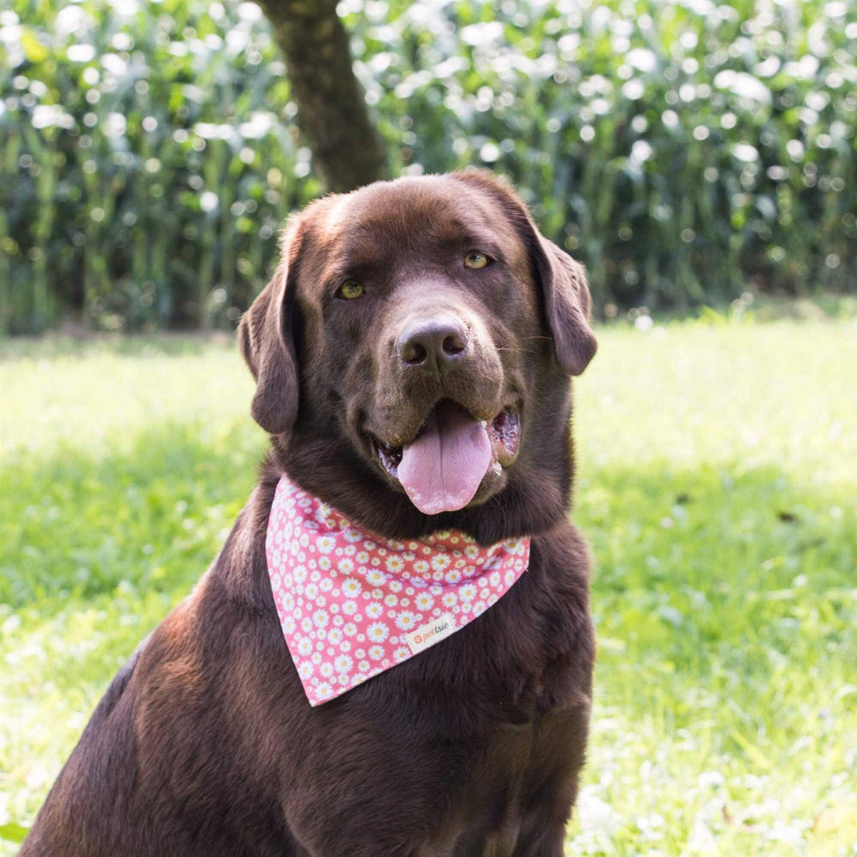 Matching Dog Collar, Bandana and Friendship Bracelet L639399