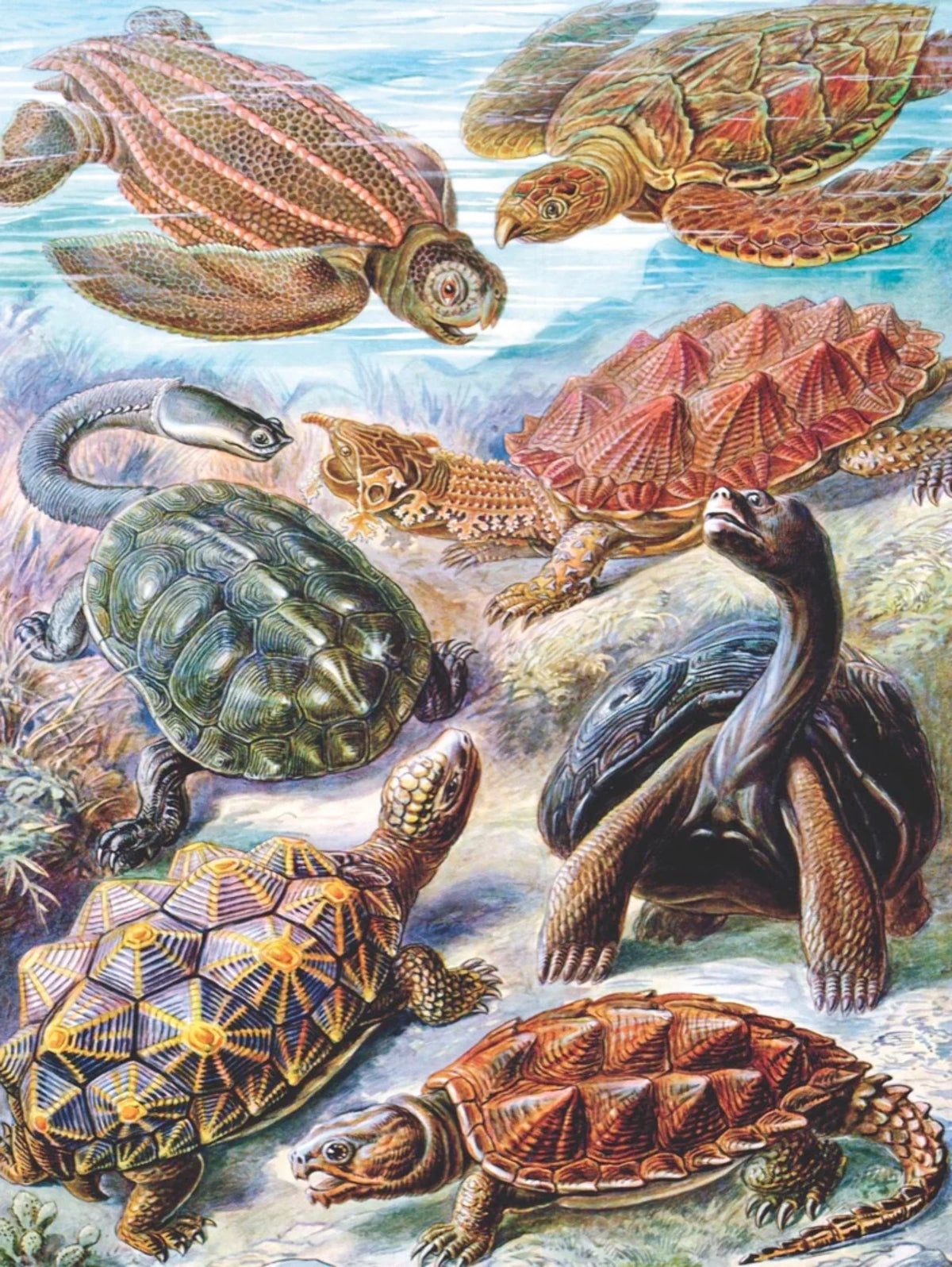 Turtles V9866