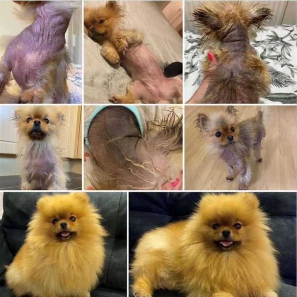 Pet Skin Rescue Lotion O9047
