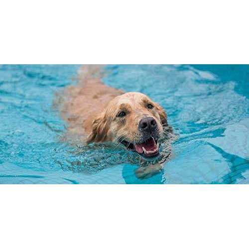Pool Ramp for Dogs H502